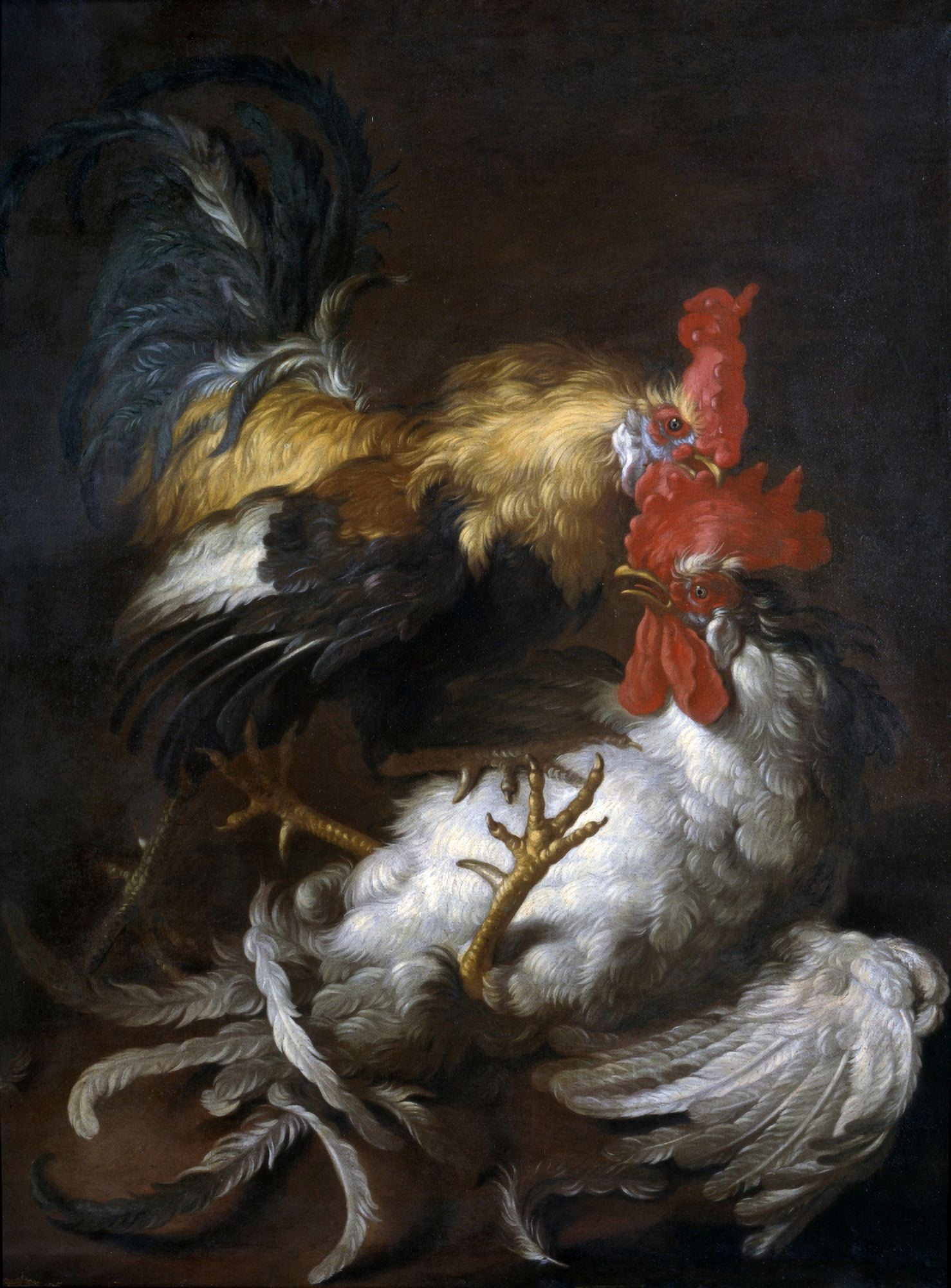 Cockfight Canvas Art - (24 x 36)