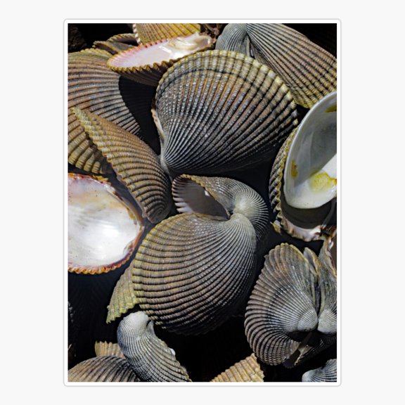 Cockle Clam Shells Sticker