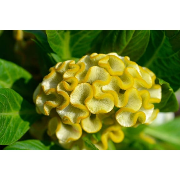 Cockscomb Seeds - 100 Seeds - Amazing Garden Flower - Made in USA - Celosia Seeds