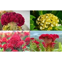 Cockscomb Seeds, Mixed Colors - Amazing Garden Flower - Made in USA - Celosia Seeds (250 Seeds)