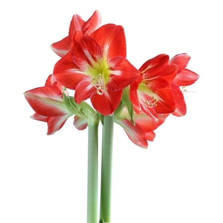 Cocktail® Symphony Amaryllis