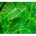 thumbnail image 1 of Coco Elephant Ears - colocasia esculenta Coco - Bulbs for Growing Your own Elephant Ears (5 Elephant Ear Bulb), 1 of 6