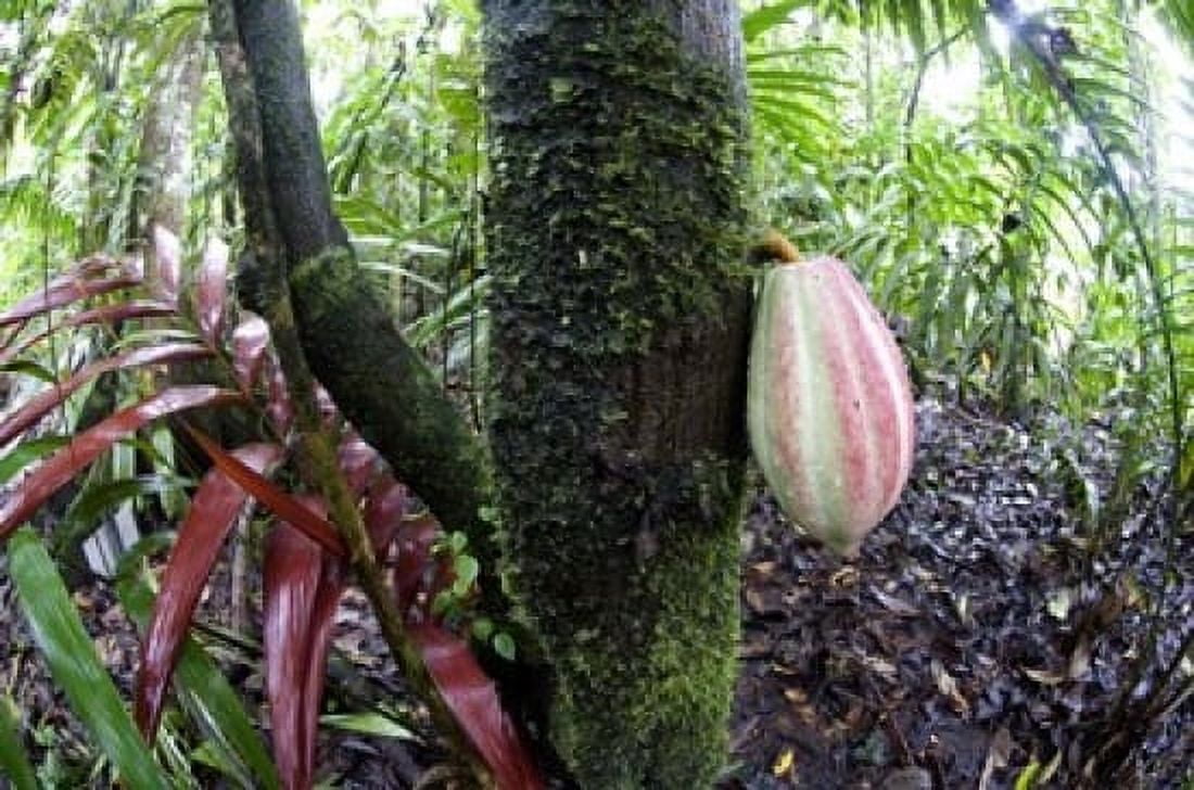 Cocoa tree in a rainforest Costa Rica Canvas Art - Panoramic Images (16 x 11)