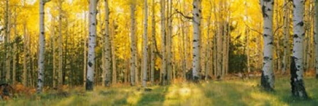 Coconino National Forest Arizona Canvas Art - Panoramic Images (36 x 12)