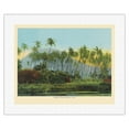 thumbnail image 1 of Coconut (Cocoanut) Palms - Hawaii - Vintage Hawaiian Color Postcard c.1910s - Fine Art Rolled Canvas Print (Unframed) 16in x 20in, 1 of 4