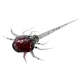 thumbnail image 1 of Coconut Crab, 1 of 1