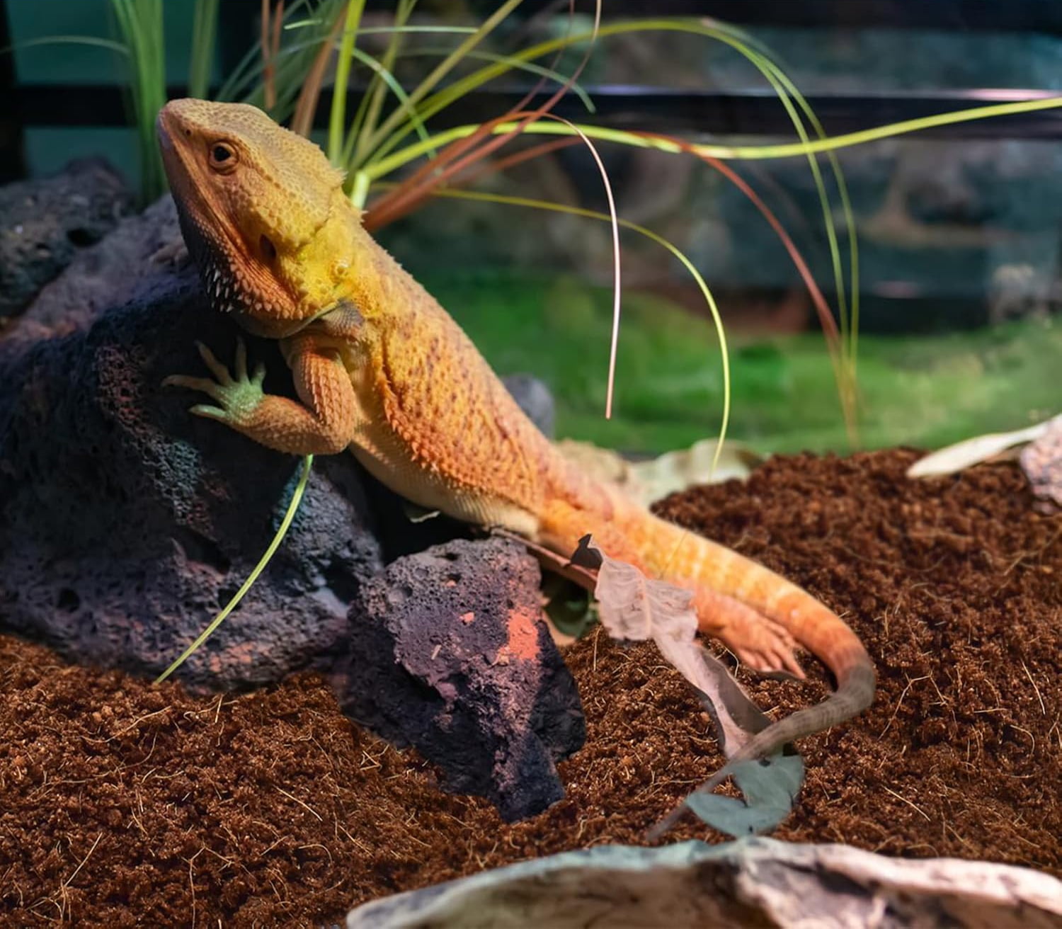 Coconut Fiber Substrate, Organic Coconut Husk Coco Coir Brick Terrarium Bedding for Reptiles