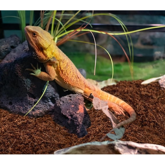 Coconut Fiber Substrate, Organic Coconut Husk Coco Coir Brick Terrarium Bedding for Reptiles