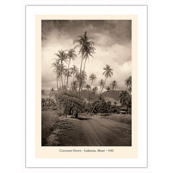 Coconut Grove - Lahaina, Maui 1910 - Vintage B&W Photograph - Bamboo Fine Art 290gsm Paper (Unframed) 12x16in