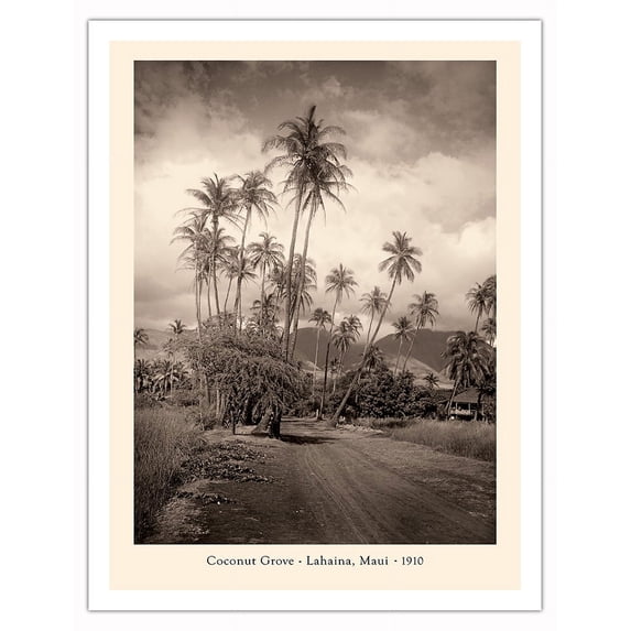 Coconut Grove - Lahaina, Maui 1910 - Vintage B&W Photograph - Fine Art Matte Paper Print (Unframed) 20x26in