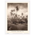 thumbnail image 1 of Coconut Grove - Lahaina, Maui 1910 - Vintage B&W Photograph - Master Art Print (Unframed) 9in x 12in, 1 of 4