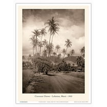 Coconut Grove - Lahaina, Maui 1910 - Vintage B&W Photograph - Master Art Print (Unframed) 9in x 12in