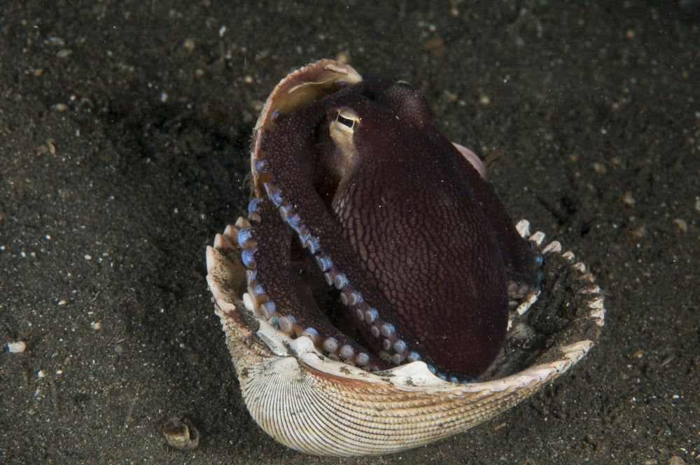 Coconut Octopus in shell North Sulawesi Indonesia Canvas Art - Mathieu MeurStocktrek Images (18 x 12)