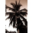 thumbnail image 1 of Coconut Palm, Bali Poster Print by Cyril Blue (12 x 18), 1 of 2