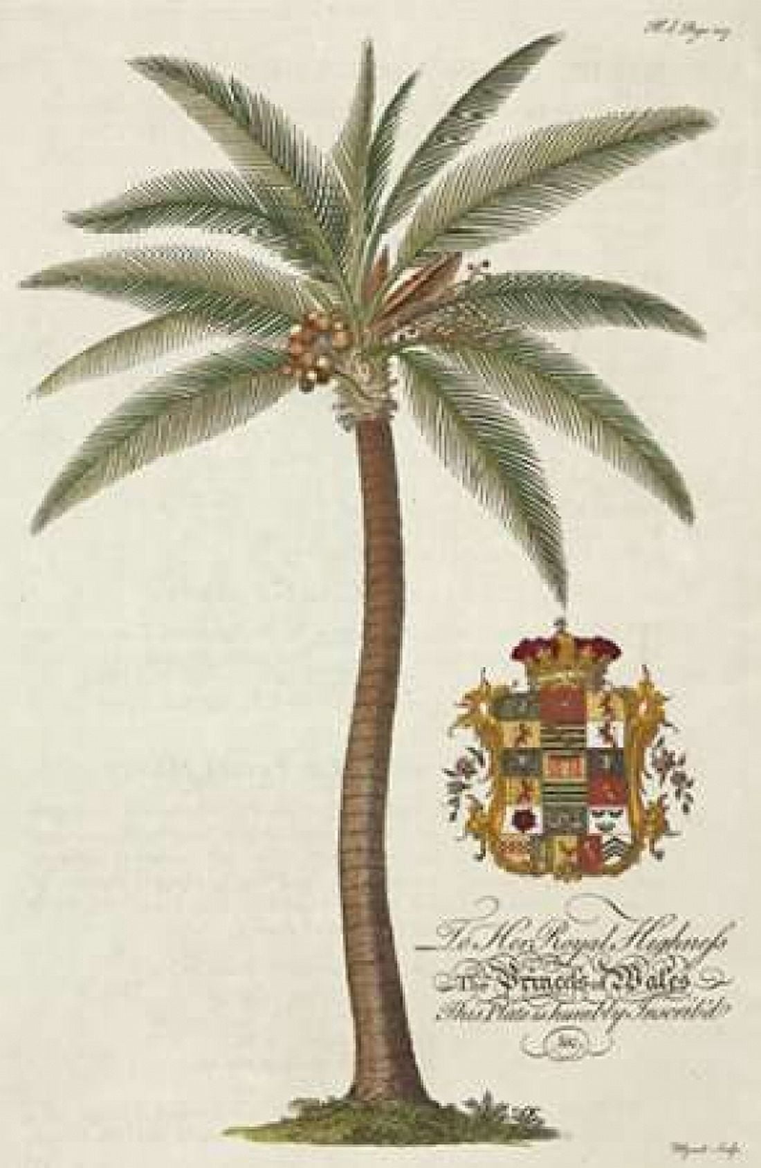 Coconut Palm Canvas Art - Georg Ehret (12 x 18)