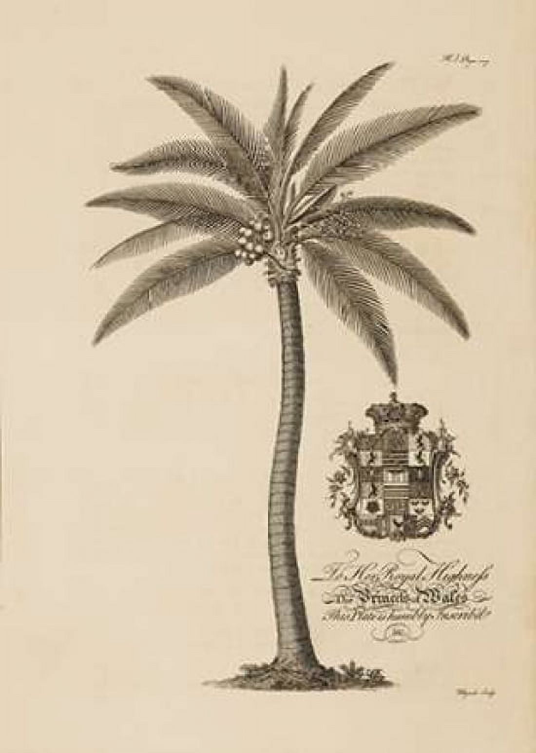Coconut Palm Canvas Art - Georg Ehret (20 x 28)
