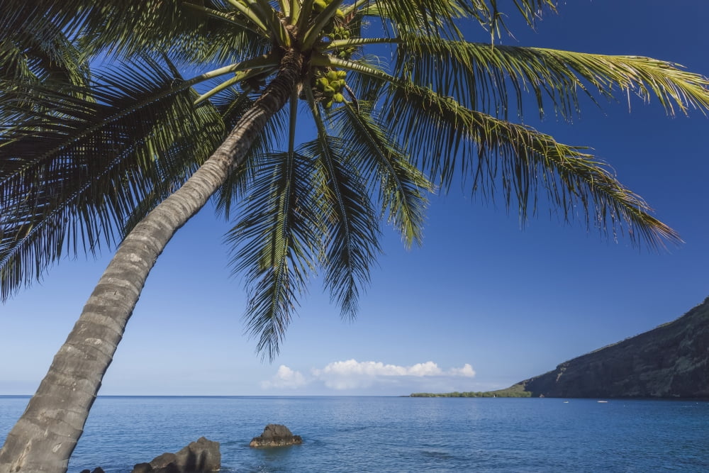 Coconut Palm (Cocos nucifera) on Kealakekua Bay with view of Captain Cook Monument Kona Hawaii Island of Hawaii United States of America Canvas Art - Alvis Upitis Design Pics (19 x 12)