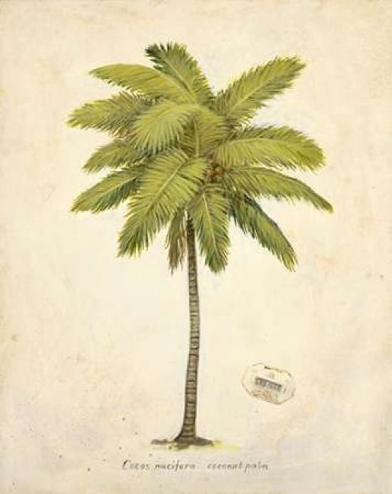 Coconut Palm Illustration Canvas Art - Arnie Fisk (22 x 28)