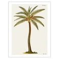 thumbnail image 1 of Coconut Palm Tree Cocos nucifera - Griffith Hughes 18th Century Natural History of Barbados - Vintage Botanical Illustration by James Mynde c.1750 - Fine Art Matte Paper Print (Unframed) 20x26in, 1 of 4