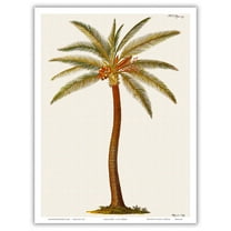 Coconut Palm Tree Cocos nucifera - Griffith Hughes 18th Century Natural History of Barbados - Vintage Botanical Illustration by James Mynde c.1750 - Master Art Print (Unframed) 9in x 12in