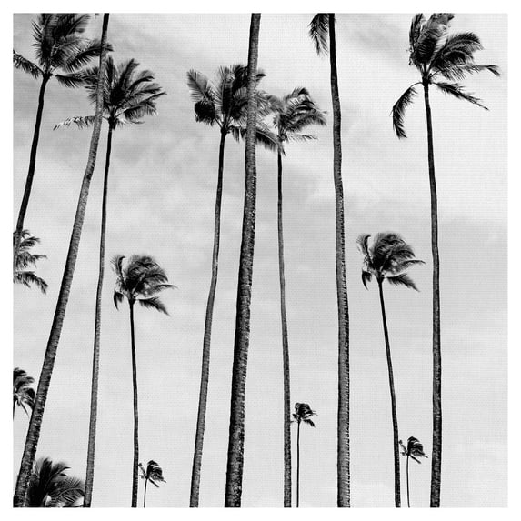 Coconut Palms II B&W by joSon Canvas Art Print