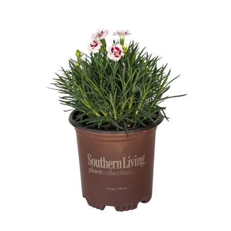 Coconut Surprise Dianthus (2.5 Quart) Fragrant White Perennial with Blood Red Centers - Scent First®