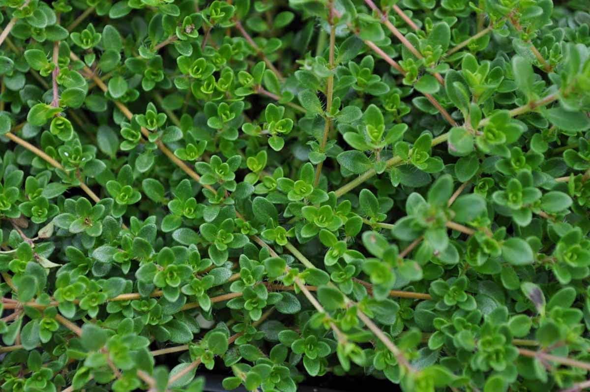 Coconut Thyme Plant - Thymus 'Coccineus' - Live Plant - 3" Pot