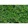 thumbnail image 1 of Coconut Thyme Plant - Thymus 'Coccineus' - Live Plant - 3" Pot, 1 of 1