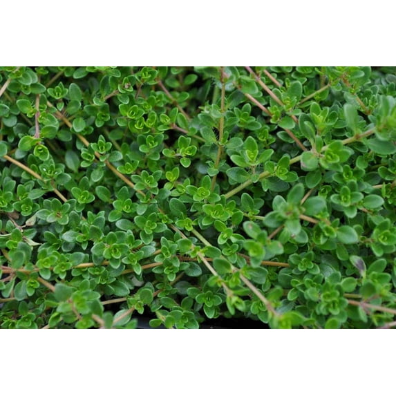 Coconut Thyme Plant - Thymus 'Coccineus' - Live Plant - 3" Pot