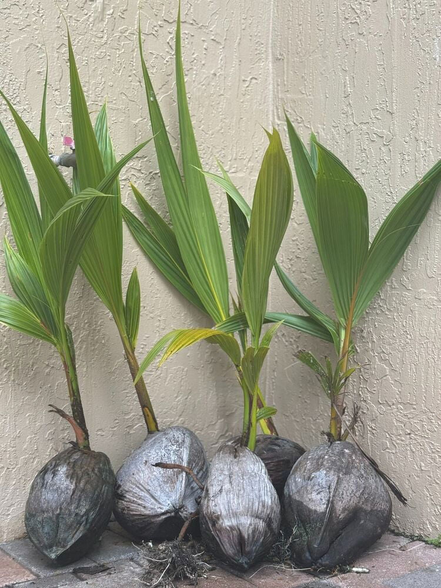 Coconut Tree Live Palm Sprouted Seed Ready To Plant South Florida Free