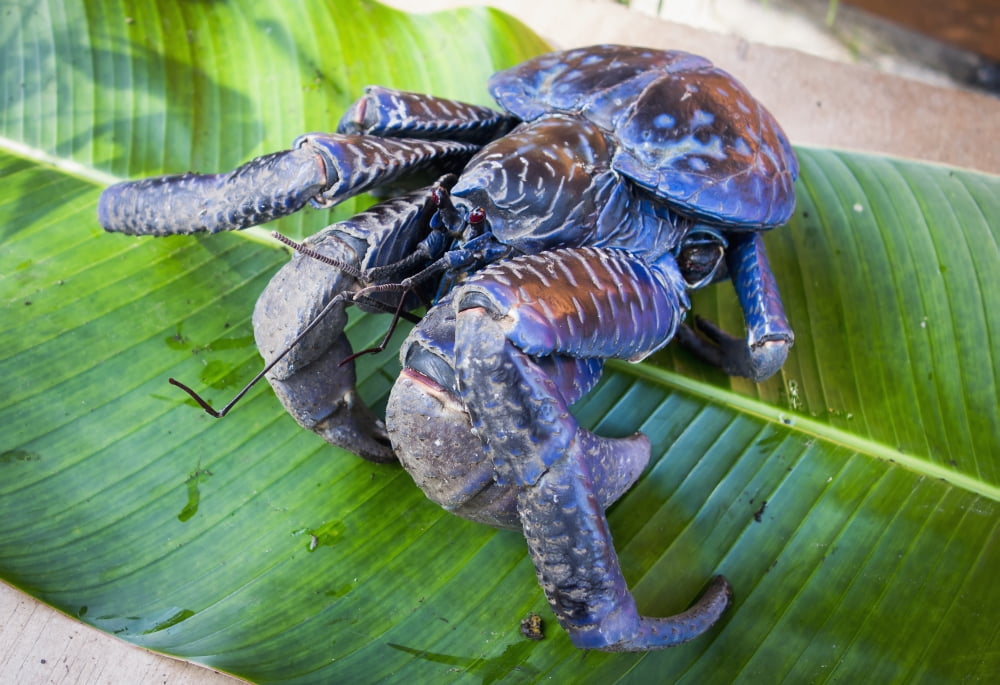 Coconut crab (Birgus latro) Vanuatu Canvas Art - David Kirkland Design Pics (18 x 12)