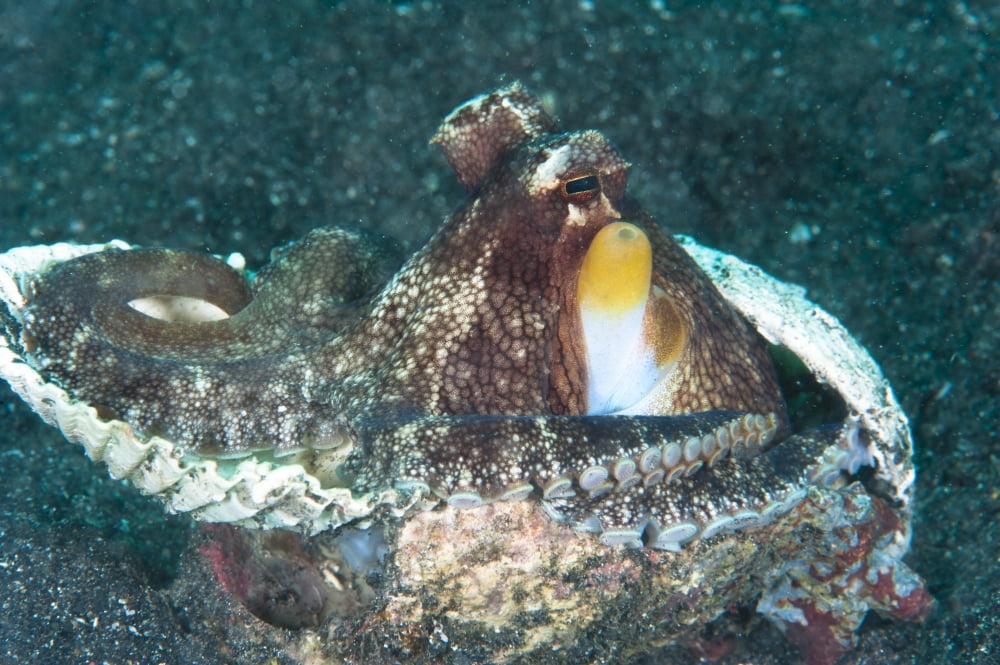 Coconut octopus North Sulawesi Indonesia Canvas Art - Beverly FactorStocktrek Images (35 x 23)