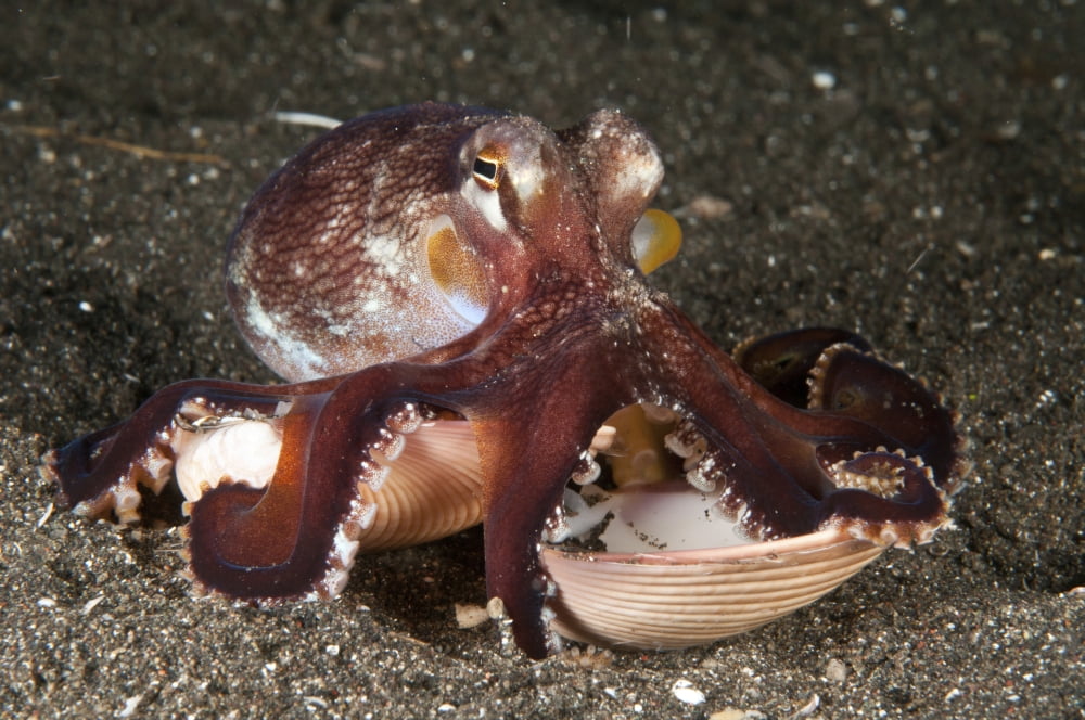Coconut octopus carrying a clam shell North Sulawesi Canvas Art - Mathieu MeurStocktrek Images (18 x 12)