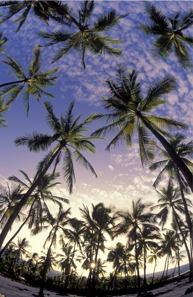 Coconut palm tree grove at Pu???uhonua O Honaunau National Historical Park South Kona Island of Hawaii Hawaii United States of America Canvas Art - Greg Vaughn  Design Pics (11 x 18)