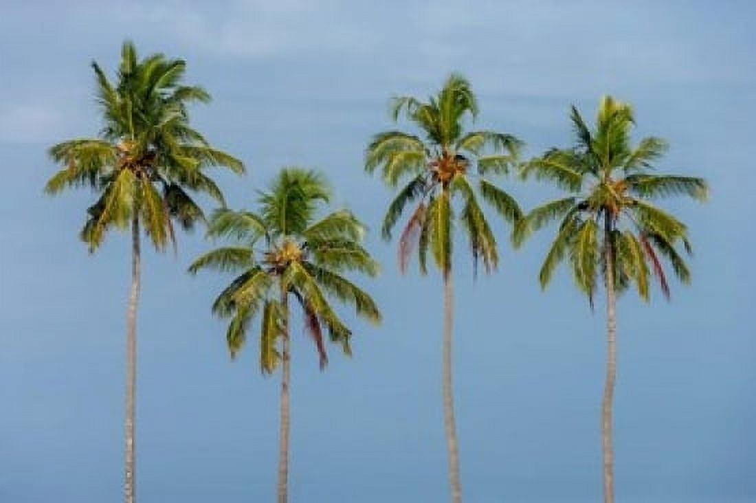 Coconut trees in Backwaters Kerala India Canvas Art - Ali Kabas DanitaDelimont (17 x 11)