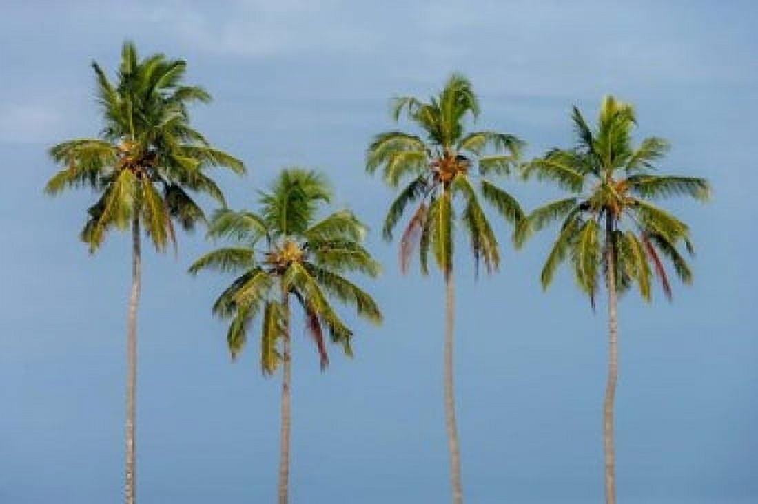 Coconut trees in Backwaters Kerala India Canvas Art - Ali Kabas DanitaDelimont (34 x 23)