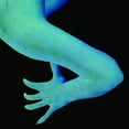 thumbnail image 1 of Coconuts - Coconuts - Music & Performance - CD, 1 of 1
