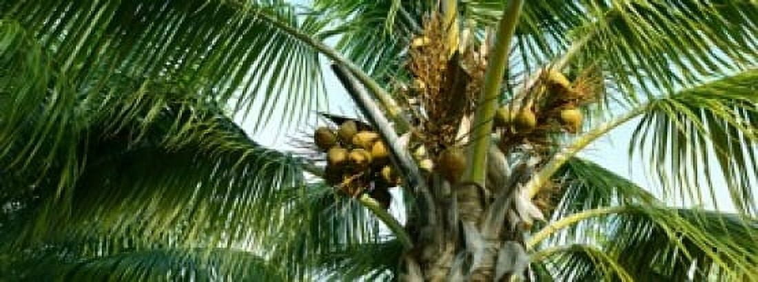 Coconuts on a palm tree Varadero Matanzas Province Cuba Canvas Art - Panoramic Images (15 x 6)