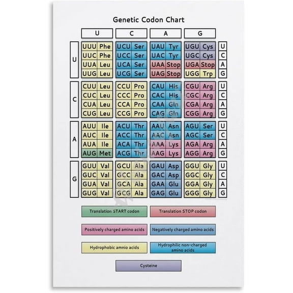 Code For Amino Acids Chart Poster Biology Wall Art for Living Room Bedroom Aesthetics Decor
