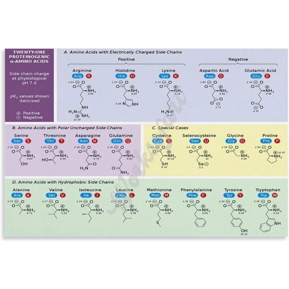 Code For Amino Acids Chart Poster Biology Wall Art for Living Room Bedroom Home Decor Aesthetics