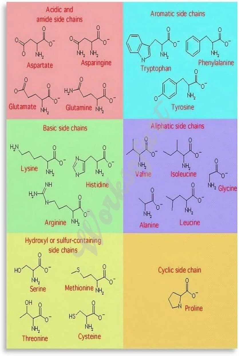 Code For Amino Acids Chart Poster Biology for Living Room Bedroom ...