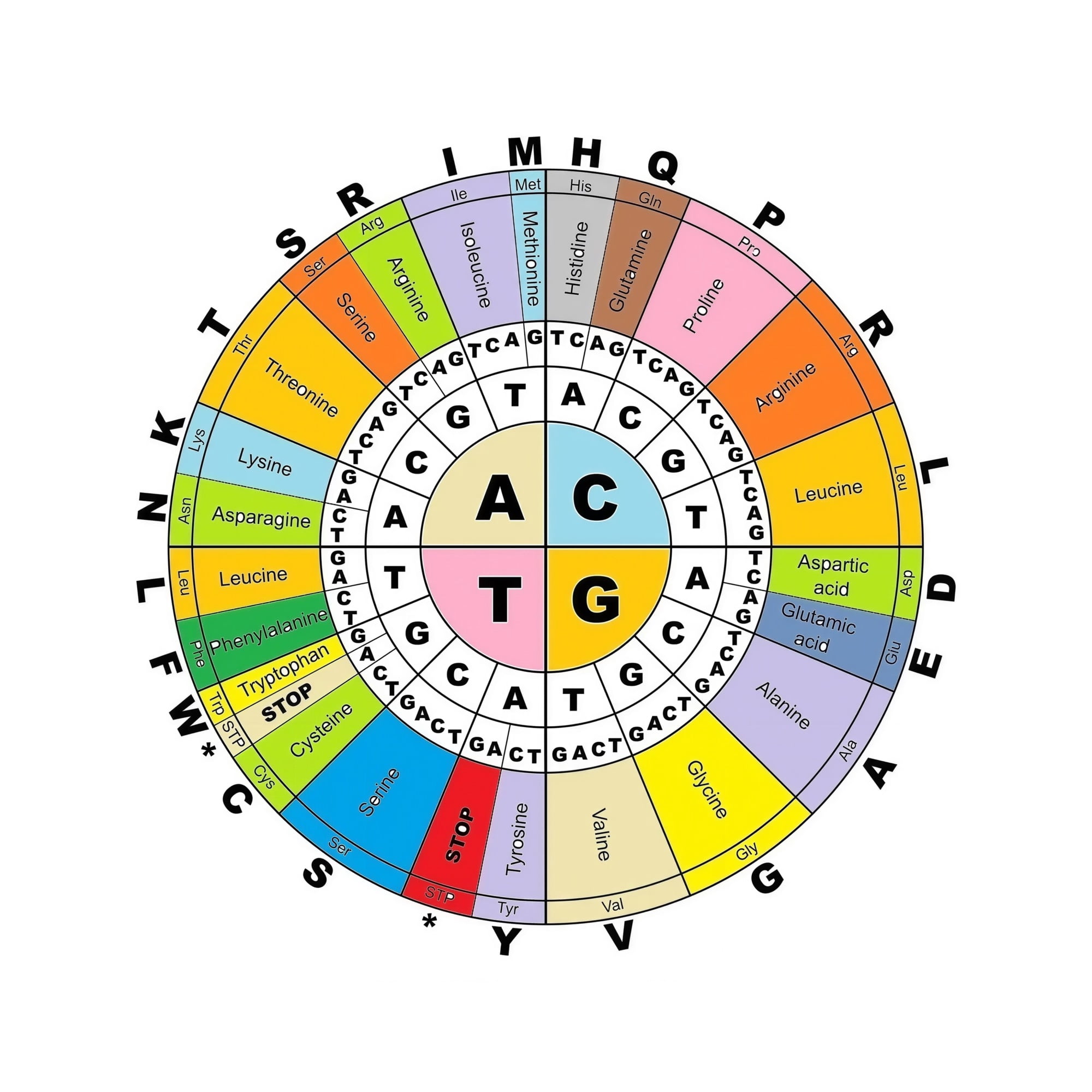 Codon Chart Poster Complete Amino Acid Wheel Reference Clear Multicolor codon-chart-poster-complete-amino-acid-wheel-reference-clear-multicolor