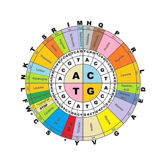 Codon Chart Poster Complete Amino Acid Wheel Reference Clear Multicolor Science Diagram for Teaching Learning Biology Classroom Decor