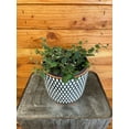 thumbnail image 1 of Codonanthe Devosiana Paula, 6" Plant, The Plant Farm, 1 of 5