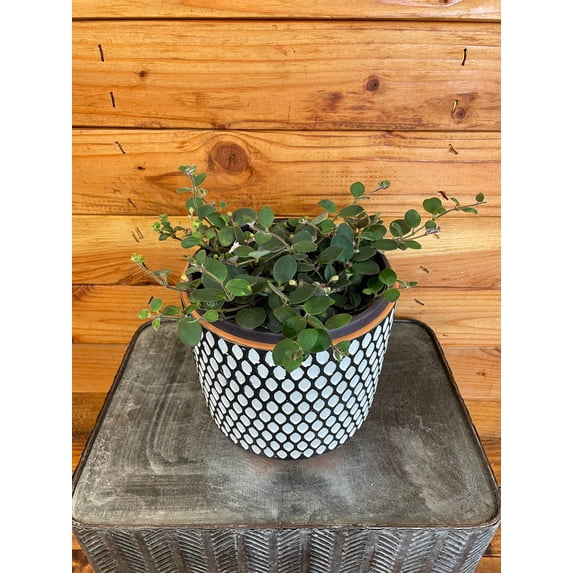 Codonanthe Devosiana Paula, 6" Plant, The Plant Farm