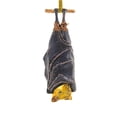 thumbnail image 1 of Cody Foster 4.25In Hanging Bat, Glass, Flying Mammals Ms6549, 1 of 3