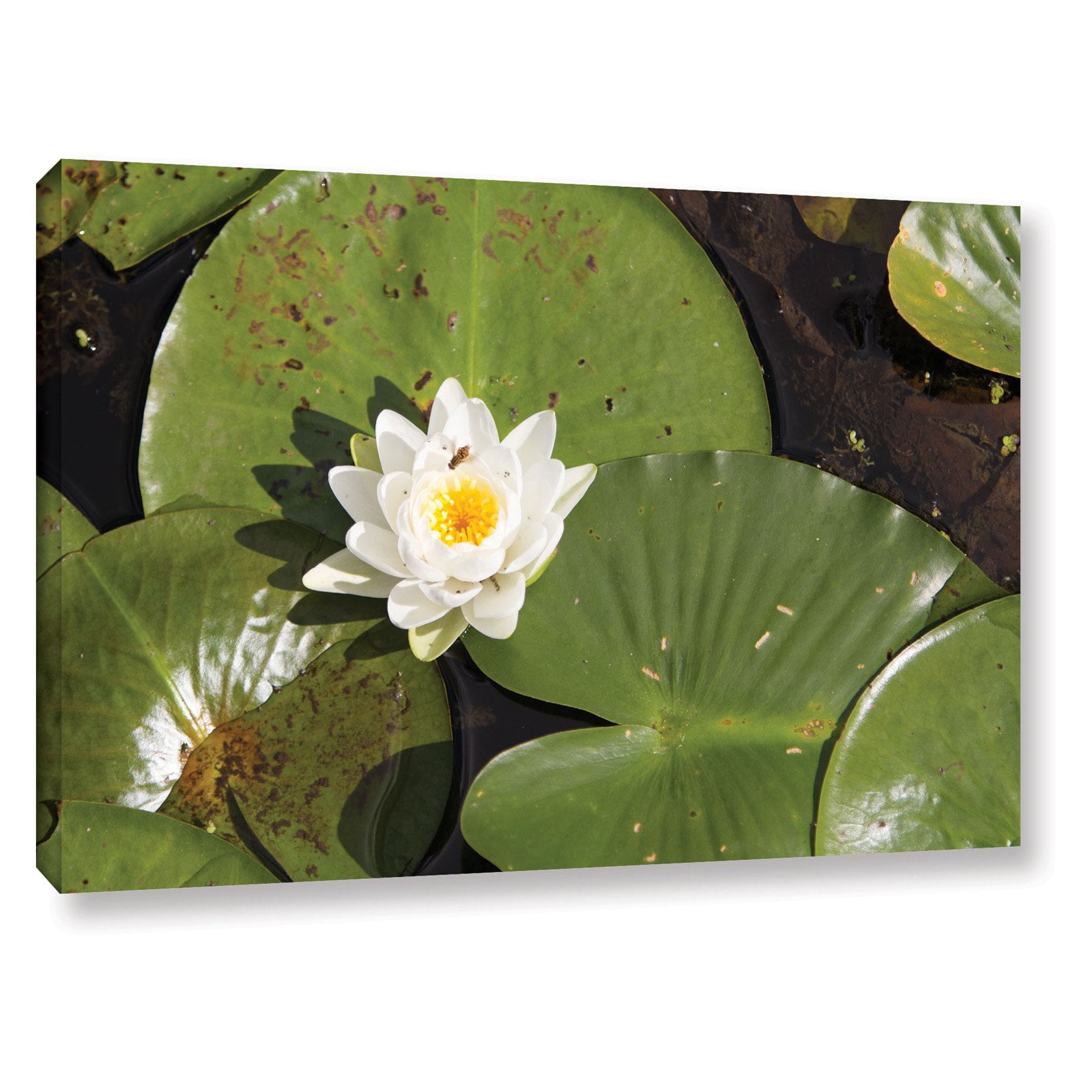 Cody York "Lilly Pad" Floater-Framed Gallery-Wrapped Canvas
