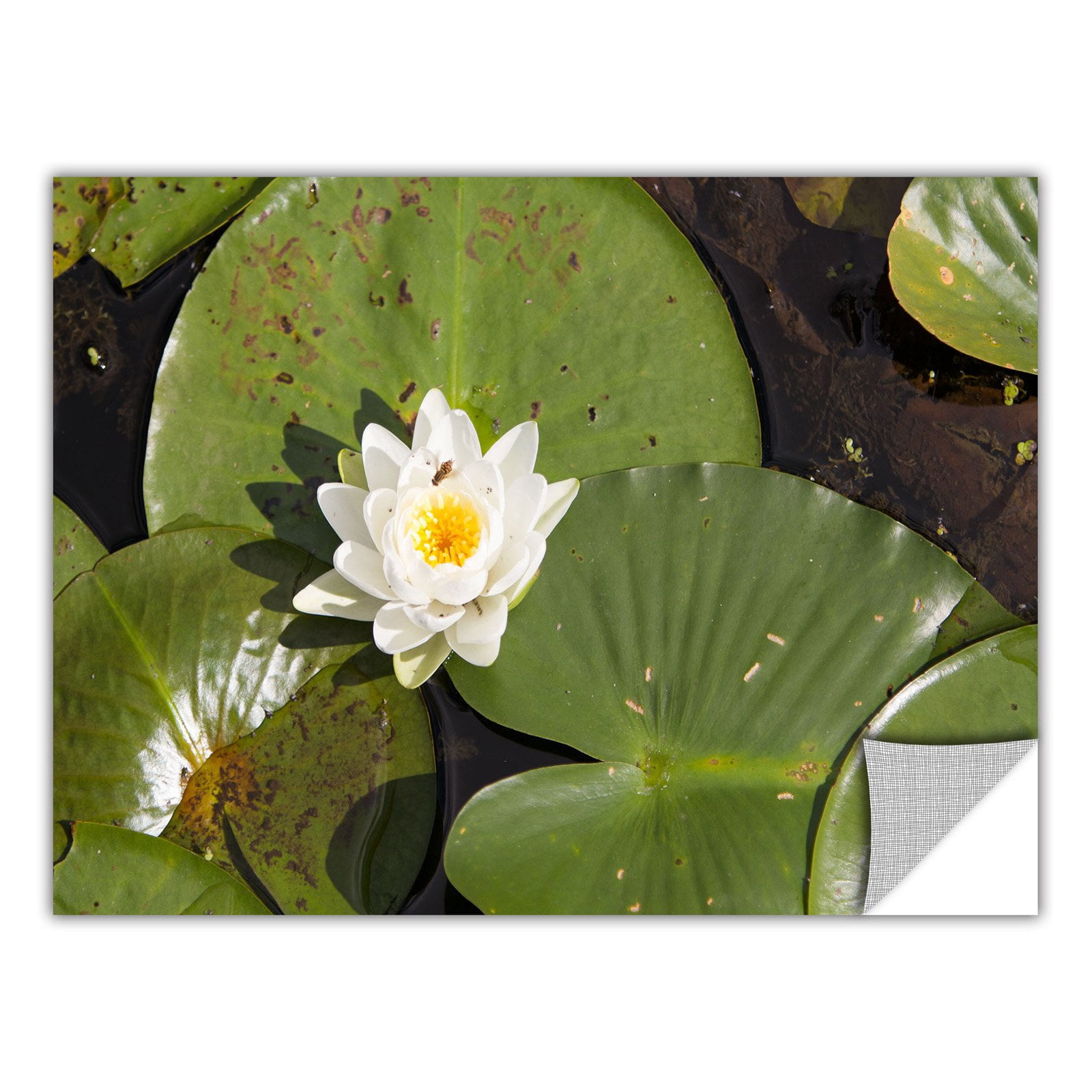 Cody York "Lilly Pad" Removable Wall Art Graphic