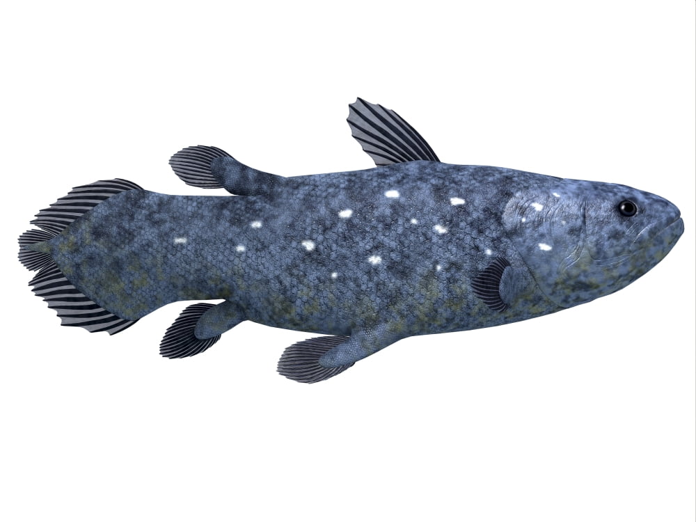 Coelacanth fish against white background Canvas Art - Corey FordStocktrek Images (33 x 25)
