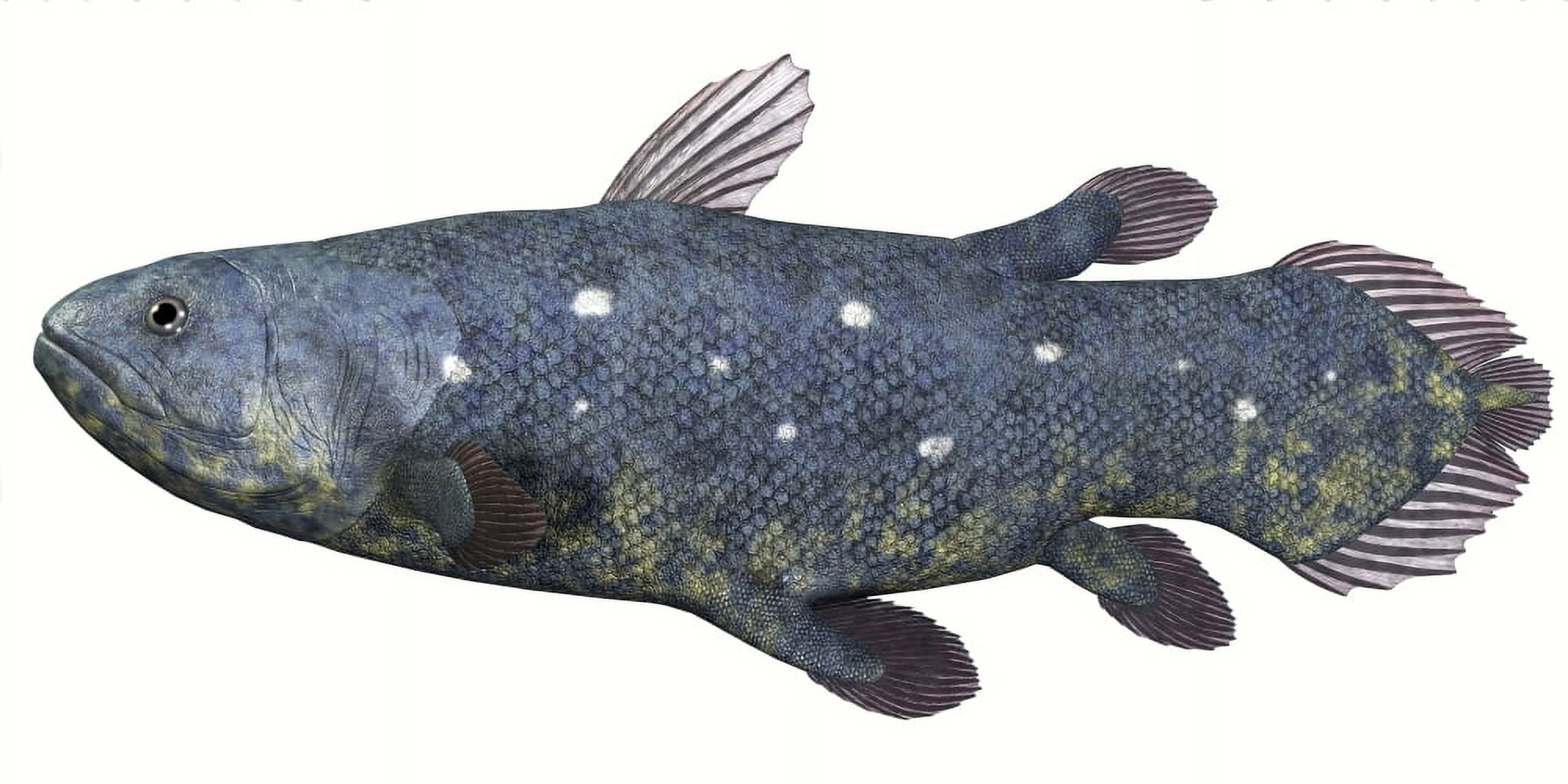 Coelacanth fish against white background Canvas Art - Corey FordStocktrek Images (40 x 20)